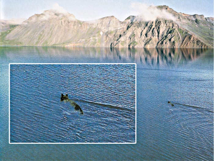 Bear swimming in Paektu region waters
